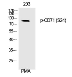 Invitrogen Phospho-Transferrin Receptor (Ser24) Polyclonal Antibody 100
