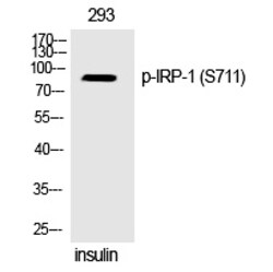 Invitrogen Phospho-Aconitase 1 (Ser711) Polyclonal Antibody 100 &mu;L;