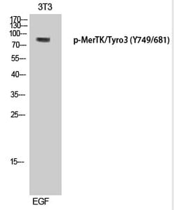 Invitrogen Phospho-MER/SKY (Tyr749, Tyr681) Polyclonal Antibody 100 &mu;L;