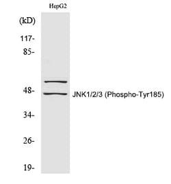 Invitrogen Phospho-JNK1/JNK2/JNK3 (Tyr185) Polyclonal Antibody 100 &mu;L | Buy Online | Invitrogen&trade; | Fisher Scientific