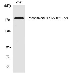 Invitrogen Phospho-ErbB2 (HER-2) (Tyr1221, Tyr1222) Polyclonal Antibody 100 &mu;L | Buy Online | Invitrogen&trade; | Fisher Scientific