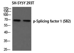 Invitrogen Phospho-SF1 (Ser82) Polyclonal Antibody 100 &mu;L; Unconjugated:Antibodies,