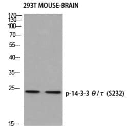 Invitrogen Phospho-14-3-3 theta (Ser232) Polyclonal Antibody 100 &mu;L | Buy Online | Invitrogen&trade; | Fisher Scientific