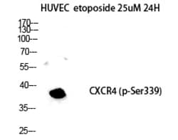 Invitrogen Phospho-CXCR4 (Ser339) Polyclonal Antibody 100 &mu;L; Unconjugated:Antibodies,