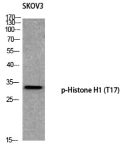 Invitrogen Phospho-Histone H1 (Thr17) Polyclonal Antibody 100 &mu;L | Buy Online | Invitrogen&trade; | Fisher Scientific