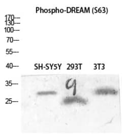 Invitrogen Phospho-KChIP3 (Ser63) Polyclonal Antibody 100 &mu;L | Buy Online | Invitrogen&trade; | Fisher Scientific