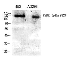 Invitrogen Phospho-PERK (Thr982) Polyclonal Antibody 100 &mu;L | Buy Online | Invitrogen&trade; | Fisher Scientific