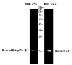 Invitrogen Phospho-Histone H2A (Thr121) Polyclonal Antibody 100 &mu;L;