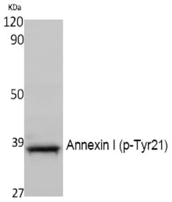 Invitrogen Phospho-Annexin A1 (Tyr21) Polyclonal Antibody 100 &mu;L; Unconjugated:Antibodies,