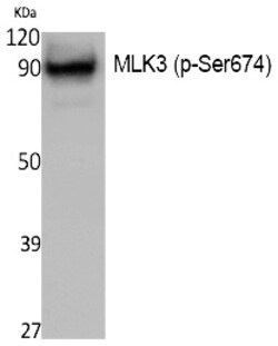 Invitrogen Phospho-MLK3 (Ser674) Polyclonal Antibody 100 &mu;L; Unconjugated:Antibodies,