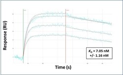 Invitrogen IRF9 Polyclonal Antibody 100 &mu;L; Unconjugated:Antibodies,