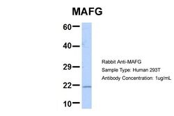 Invitrogen MAFG Polyclonal Antibody 100 &mu;L; Unconjugated:Anticuerpos