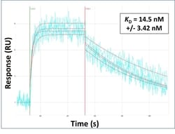 Invitrogen SRRM2 Polyclonal Antibody 100 &mu;L; Unconjugated:Antibodies,