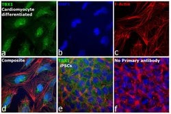 Invitrogen TBX1 Polyclonal Antibody 100 μL; Unconjugated:Antibodies,
