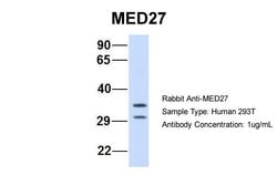 Invitrogen MED27 Polyclonal Antibody 100 &mu;L; Unconjugated:Antibodies,