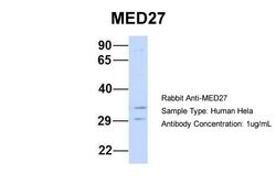Invitrogen MED27 Polyclonal Antibody 100 &mu;L; Unconjugated:Antibodies,