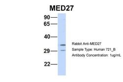 Invitrogen MED27 Polyclonal Antibody 100 &mu;L; Unconjugated:Antibodies,