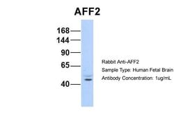 Invitrogen AFF2 Polyclonal Antibody 100 &mu;L; Unconjugated:Antibodies,