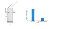 Invitrogen BRD3 Polyclonal Antibody 100 &mu;L; Unconjugated:Antibodies,