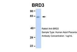 Invitrogen BRD3 Polyclonal Antibody 100 &mu;L; Unconjugated:Antibodies,