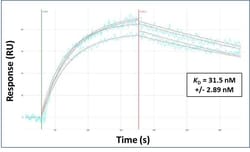 Invitrogen SUV420H1 Polyclonal Antibody 100 &mu;L | Buy Online | Invitrogen&trade; | Fisher Scientific