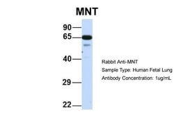 Invitrogen MNT Polyclonal Antibody 100 &mu;L; Unconjugated:Antibodies,