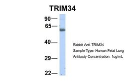 Invitrogen TRIM34 Polyclonal Antibody 100 &mu;L; Unconjugated:Antibodies,