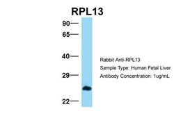 Invitrogen RPL13 Polyclonal Antibody 100 &mu;L; Unconjugated:Antibodies,
