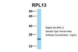 Invitrogen RPL13 Polyclonal Antibody 100 &mu;L; Unconjugated:Antibodies,