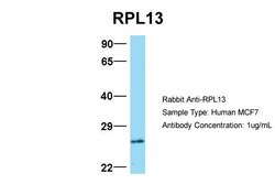 Invitrogen RPL13 Polyclonal Antibody 100 &mu;L; Unconjugated:Antibodies,