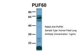 Invitrogen PUF60 Polyclonal Antibody 100 &mu;L; Unconjugated:Antibodies,