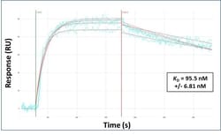 Invitrogen SFTPC Polyclonal Antibody 100 &mu;L; Unconjugated:Antibodies,