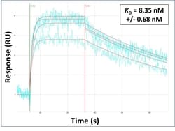 PXDN Polyclonal Antibody, Invitrogen 100 &mu;L; Unconjugated:Antibodies,