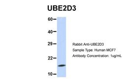Invitrogen UBE2D3 Polyclonal Antibody 100 &mu;L; Unconjugated:Antibodies,