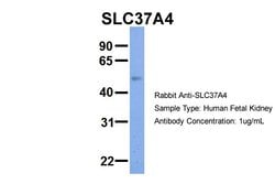Invitrogen SLC37A4 Polyclonal Antibody 100 &mu;L; Unconjugated:Antibodies,