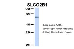 Invitrogen SLCO2B1 Polyclonal Antibody 100 &mu;L; Unconjugated:Antibodies,