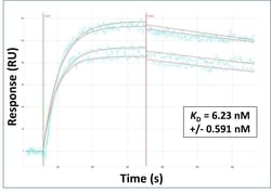 Invitrogen SLC5A8 Polyclonal Antibody 100 &mu;L; Unconjugated:Antibodies,