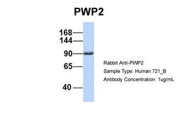 Invitrogen PWP2 Polyclonal Antibody 100 &mu;L; Unconjugated:Antibodies,