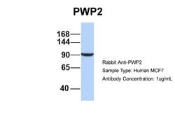 Invitrogen PWP2 Polyclonal Antibody 100 &mu;L; Unconjugated:Antibodies,