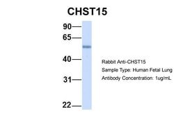 Invitrogen CHST15 Polyclonal Antibody 100 &mu;L; Unconjugated:Antibodies,