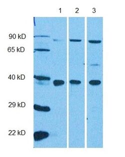 Invitrogen RHBDL2 Polyclonal Antibody 100 &mu;L | Buy Online | Invitrogen&trade; | Fisher Scientific