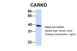 Invitrogen CARKD Polyclonal Antibody 100 &mu;L; Unconjugated:Antibodies,