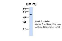 Invitrogen UMPS Polyclonal Antibody 100 &mu;L; Unconjugated:Antibodies,