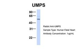 Invitrogen UMPS Polyclonal Antibody 100 &mu;L; Unconjugated:Antibodies,