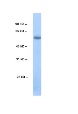 Invitrogen Cyclin L2 Polyclonal Antibody 100 &mu;L; Unconjugated:Anticuerpos