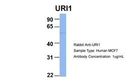 Invitrogen RMP Polyclonal Antibody 100 &mu;L; Unconjugated:Antibodies,