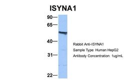 Invitrogen ISYNA1 Polyclonal Antibody 100 &mu;L; Unconjugated:Antibodies,
