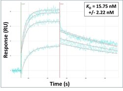 Invitrogen CPEB3 Polyclonal Antibody 100 &mu;L | Buy Online | Invitrogen&trade; | Fisher Scientific