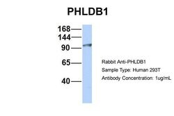 Invitrogen PHLDB1 Polyclonal Antibody 100 &mu;L; Unconjugated:Antibodies,