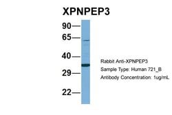 XPNPEP3 Polyclonal Antibody:Antibodies, Polyclonal